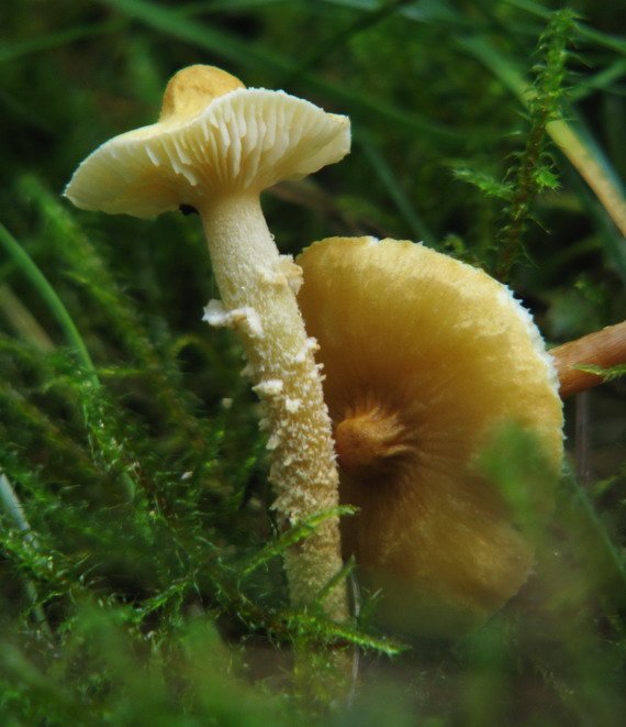 zrnivka okrová Cystoderma amianthinum (Scop.) Fayod