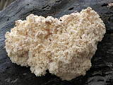 koralovec bukový-korálovec bukový