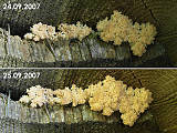 koralovec jedľový