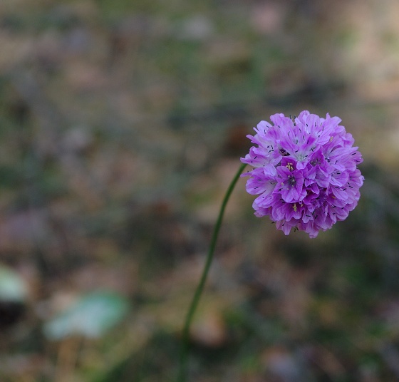 trávnička obyčajná Armeria vulgaris Willd.