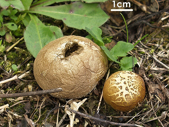 popolníček stlačený Vascellum pratense (Pers.) Kreisel