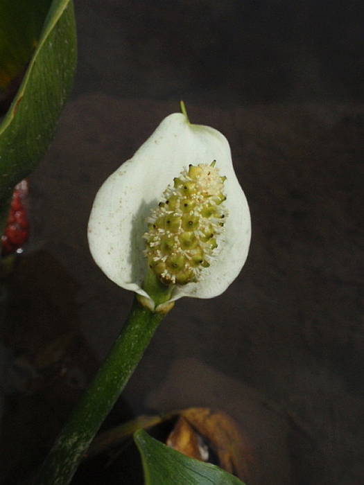 diablik močiarny Calla palustris L.