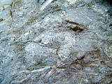 fosilní koráli z devonu