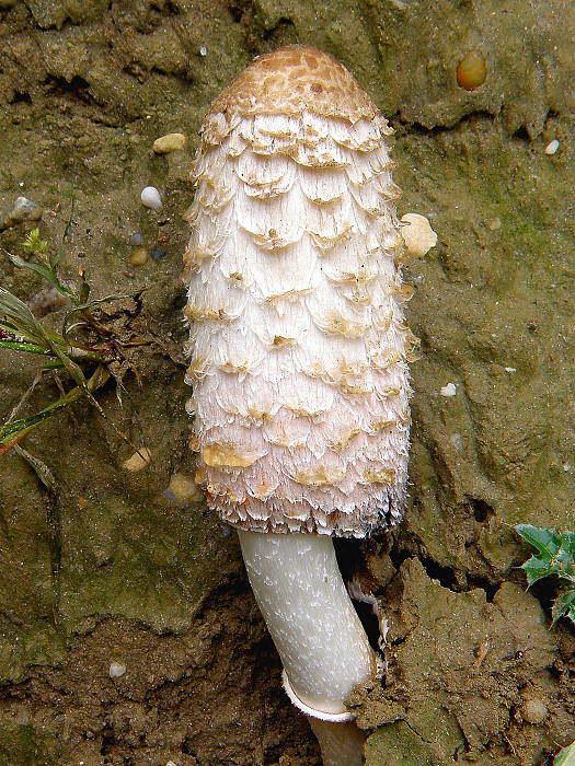 hnojník obyčajný Coprinus comatus (O.F. Müll.) Pers.