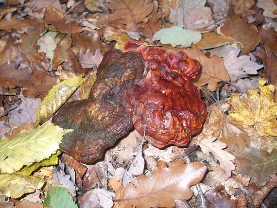 lesklokôrovka obyčajná Ganoderma lucidum (Curtis) P. Karst.