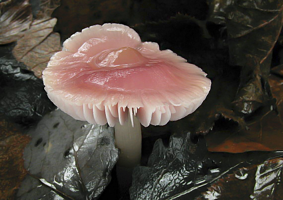 prilbička ružovkastá Mycena rosea Gramberg