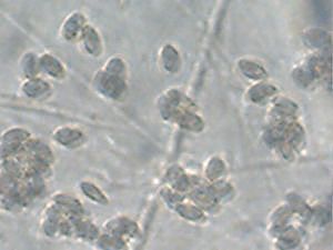 voskovka panenská - Oblúkovka snehobiela Hygrocybe virginea var. virginea  (Wulfen) P.D. Orton & Watling 1969