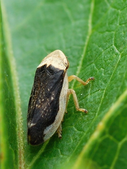 peniarka obyčajná Philaenus spumarius var. marginellus
