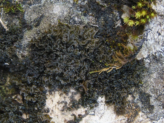 koléma hrebenatá Lathagrium cristatum (L.) Otálora, P.M. Jørg. & Wedin