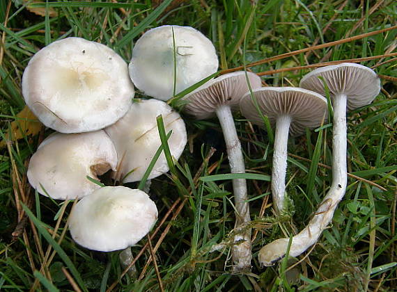 golierovka belavomodrastá Stropharia pseudocyanea (Desm.) Morgan