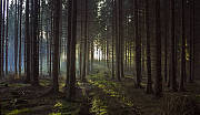 večerný les