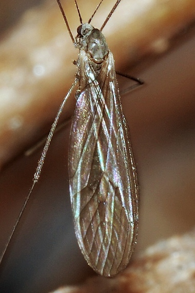 bahniarka Austrolimnophila ochracea