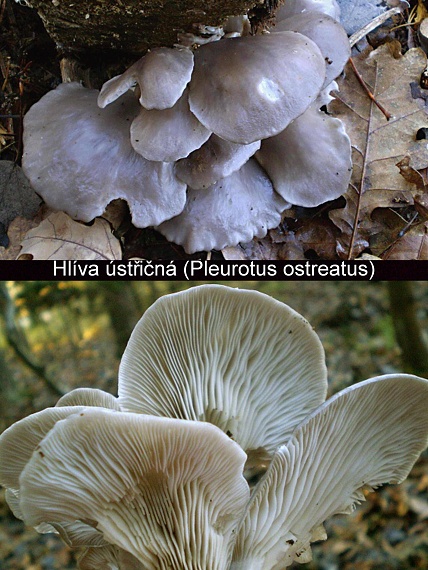 hliva ustricovitá Pleurotus ostreatus (Jacq.) P. Kumm.