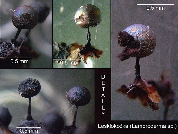 hlenka - Lesklokožka blýsknavá Lamproderma scintilans ?  (Berk. & Broome) Morgan