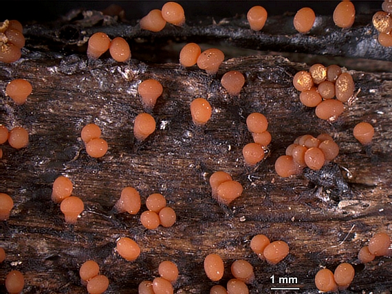 vlasnačka premenlivá, sklerocium Trichia varia (Pers.) Pers.