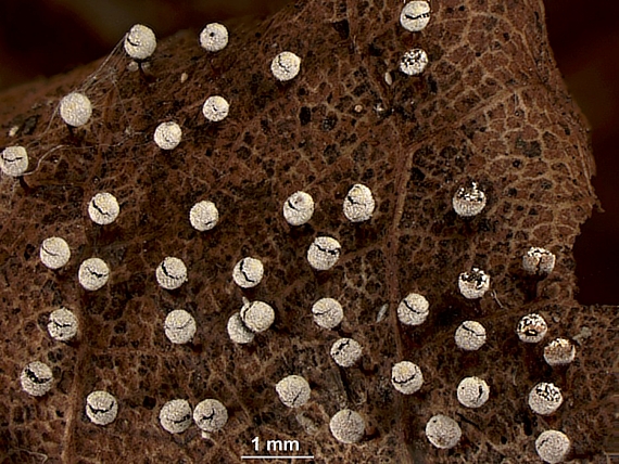 poháreček bělohlavý Craterium leucocephalum var. scyphoides (Cooke & Balf. f. ex Massee) G. Lister