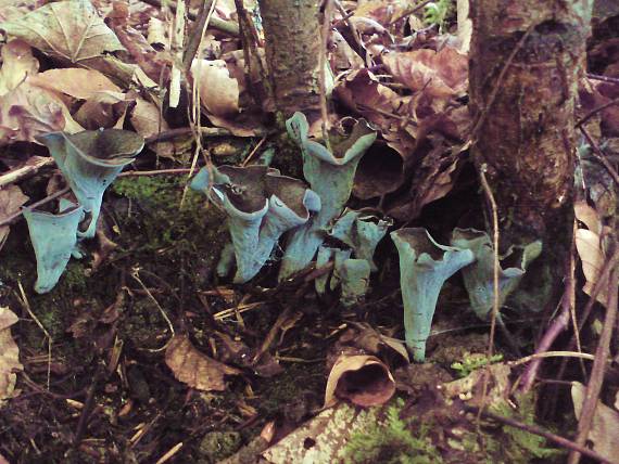 lievik trúbkovitý Craterellus cornucopioides (L.) Pers.