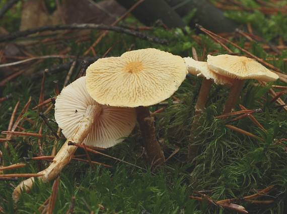 zrnivka Cystoderma sp.