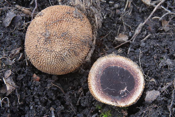 srnka ježatá Elaphomyces muricatus Fr.