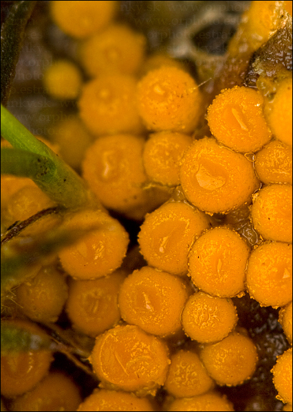vláknohlivka vretenovitovýtrusná Byssonectria fusispora (Berk.) Rogerson & Korf