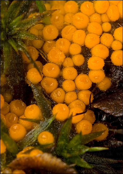 vláknohlivka vretenovitovýtrusná Byssonectria fusispora (Berk.) Rogerson & Korf