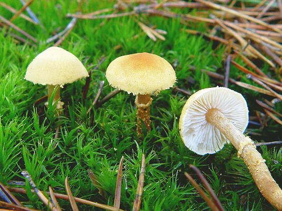 zrnivka okrová Cystoderma amianthinum (Scop.) Fayod