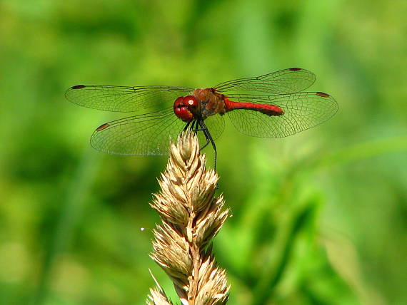 vážka červená - Vážka rudá Sympetrum sanguineum