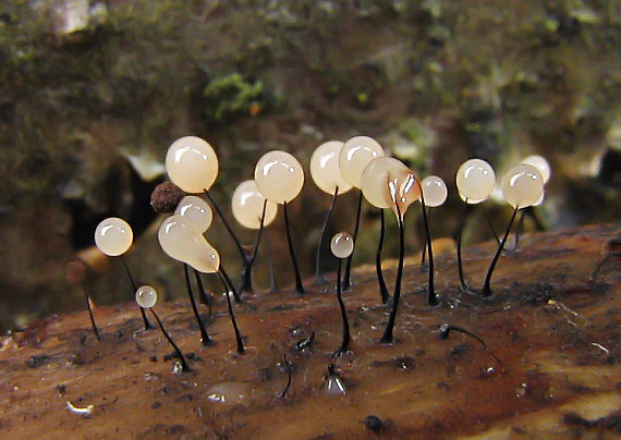 slizovka Comatricha nigra (Pers.) J. Schröt.