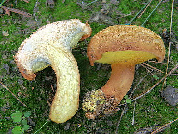 žltavec drevový Buchwaldoboletus lignicola (Kallenb.) Pilát