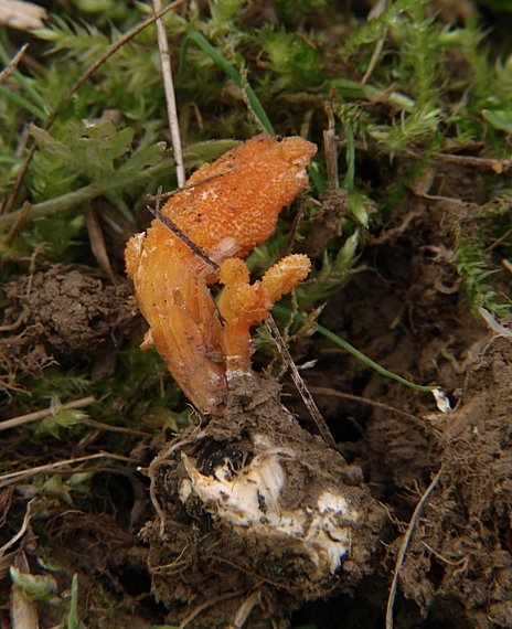 žezlovka hmyzová Cordyceps militaris (Fr.) Link