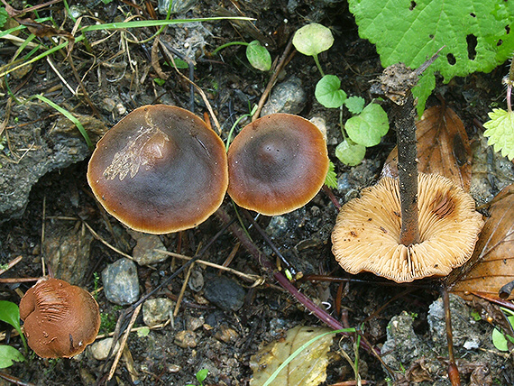 smeťovček uhorkový Macrocystidia cucumis (Pers.) Joss.