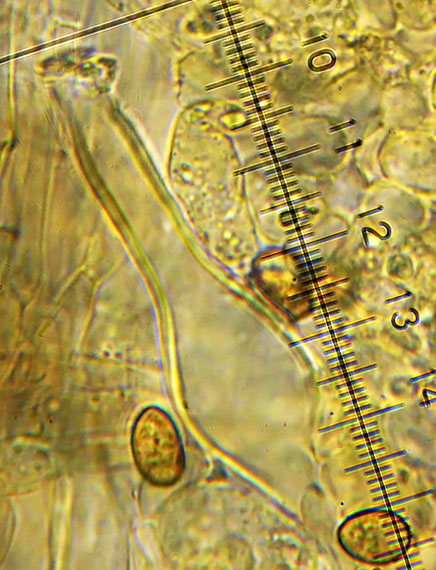 vláknica ostrihaná Inocybe phaeodisca Kühner