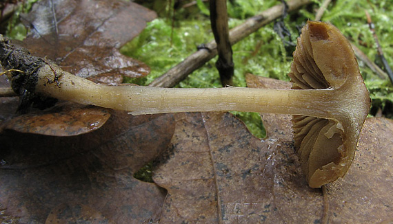 vláknica ostrihaná Inocybe phaeodisca Kühner