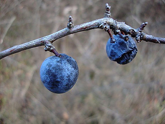 slivka trnková Prunus spinosa L.