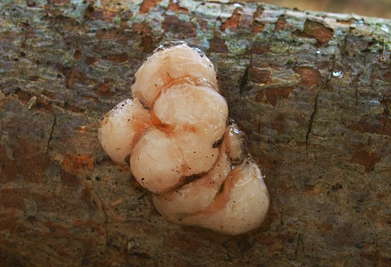 rôsolovka priesvitná Tremella encephala Willd.
