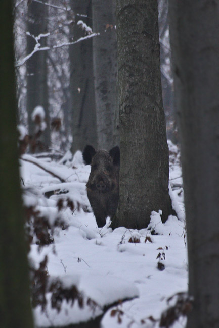 sviňa divá Sus scrofa