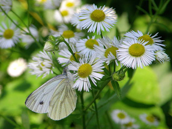mlynárik repkový Pieris napi Linnaeus 1758