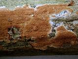 sizopórovka radová   -   Dřevokaz borový