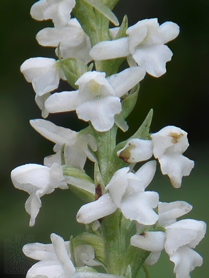 päťprstnica voňavá (biela forma) Gymnadenia odoratissima (L.) Rich.