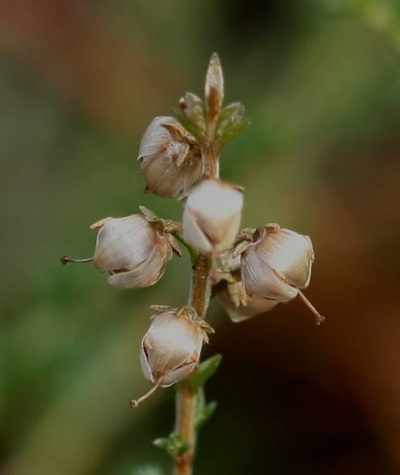 vres obyčajný Calluna vulgaris (L.) Hull