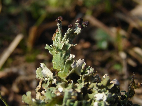 dutohlávka  Cladonia foliacea (Huds.) Willd.