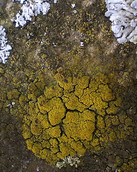 svietivček žltý Candelariella vitellina f. vitellina (Hoffm.) Müll. Arg.