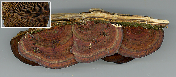 sieťkovček trojfarebný Daedaleopsis tricolor (Bull.) Bondartsev & Singer