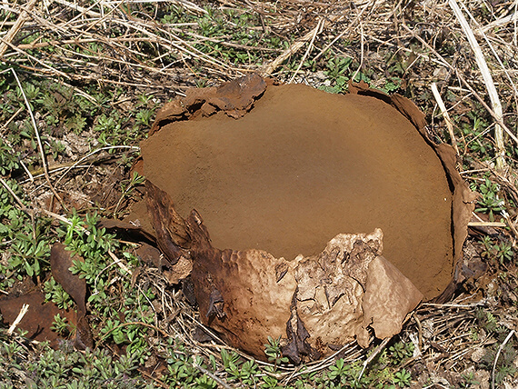 vatovec obrovský Calvatia gigantea (Batsch) Lloyd