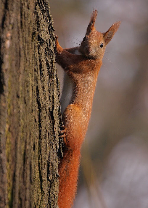 veverica stromová Sciurus vulgaris