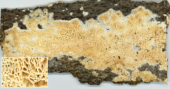klanopórovka drobnopórová Xylodon flaviporus (Berk. & M.A. Curtis ex Cooke) Riebesehl & Langer