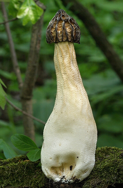 smrčok hybridný Morchella semilibera DC.