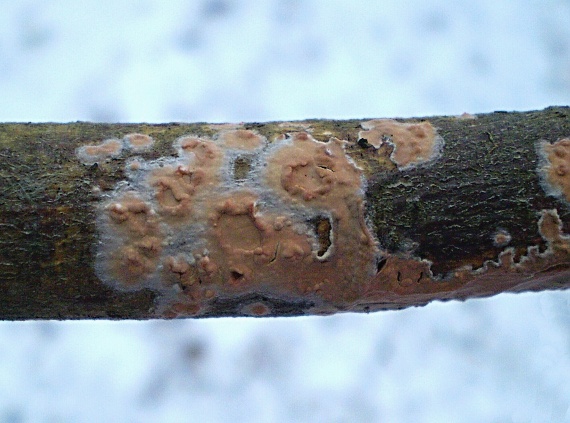 kornatka mäsovočervená  Peniophora incarnata