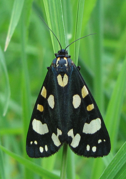 spriadač hluchavkový Callimorpha dominula