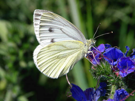 mlynárik repkový Pieris napi Linnaeus 1758